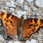 Zephyr Anglewing (Polygonia zephyrus)