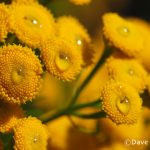 Common Tansy (Tanacetum vulgare) Common Tansy (Tanacetum vulgare)