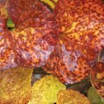 Deer Cabbage