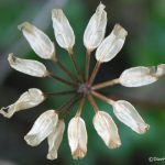 Fern-leaved Goldthread (Coptis asplenifolia)