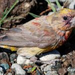 Red Crossbill Red Crossbill