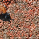 Snails Snails
