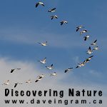 Snowgeese at Courtenay Airpark