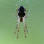 Orb Weaver
