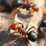 Thatching Ants (Formica spp.)