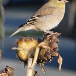 American Goldfinch (Carduelis tristis) American Goldfinch (Carduelis tristis)