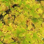 Speckled Tar Spot (Rhytisma punctatum) on Bigleaf Maple leaves Speckled Tar Spot (Rhytisma punctatum) on Bigleaf Maple leaves