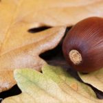 Garry Oak (Quercus garryana) Garry Oak (Quercus garryana)