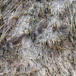 Long-billed Dowitchers (Limnodromus griseus)