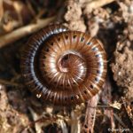 Millipede Millipede