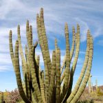 Organ Pipe Cactus, Organ Pipe Cactus National Monument, Arizona Organ Pipe Cactus, Organ Pipe Cactus National Monument, Arizona