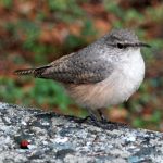 Rock Wren