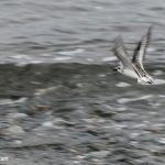 Sanderling (Calidris alba) Sanderling (Calidris alba)