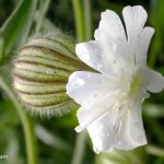 White Cockle (Silene latifolia ssp. alba)