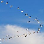 Snow Geese (Chen caerulescens) Snow Geese (Chen caerulescens)
