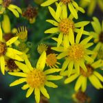 Tansy Ragwort (Senecio jacobaea)