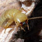Termite (Zootermopsis sp.)