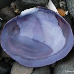 Varnish Clam (Nuttallia obscurata)