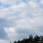 Turkey Vultures (Cathartes aura)