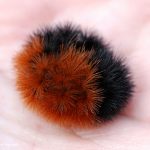 Banded Woolly Bear (Pyrrharctia isabella)