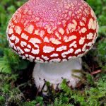 amanita_muscaria1