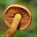 Cortinarius sp. Cortinarius sp.