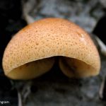 Jelly Crep (Crepidotus mollis)