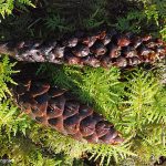 Vancouver Groundcone (Boschniakia hookeri)