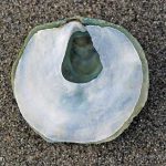 Jingle Shell Oyster (Pododesmus macrochisma) Jingle Shell Oyster (Pododesmus macrochisma)
