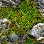 Moss on a Cement Curb Moss on a Cement Curb
