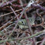 Ruby-crowned Kinglet
