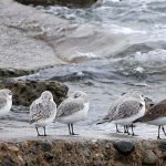 Sanderling and Dunlin at Air Force Beach, Comox BC Sanderling and Dunlin at Air Force Beach, Comox BC