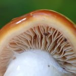 Mystery Mushroom