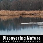 Discovering Nature: Buttertubs Marsh