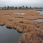 Buttertubs Marsh, Nanaimo, BC Buttertubs Marsh, Nanaimo, BC
