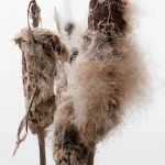 Cattail (Typha latifolia)