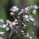 Goldenrod