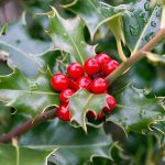 English Holly (Ilex aquifolium)
