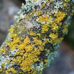 Pin-cushion Sunburst Lichen (Xanthoria polycarpa)