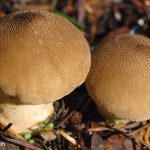 Common Puffball (Lycoperdon perlatum) Common Puffball (Lycoperdon perlatum)