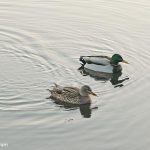 Mallards Mallards