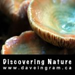 Mushroom Hunting at Karst Creek: Episode #2