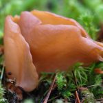 Otidea alutacea