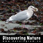 Discovering Nature Podcast - Oyster River, BC