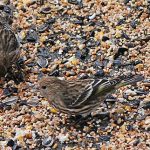 Pine Siskins