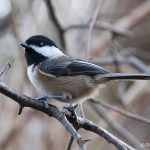 Black-capped Chickadee (Poecile atricapillus)
