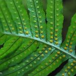 Licorice Fern (Polypodium glycyrrhiza) Licorice Fern (Polypodium glycyrrhiza)