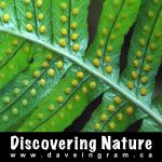 Discovering Nature Podcast