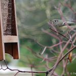 ruby-crowned_kinglet