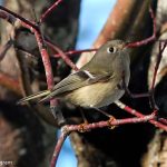 Ruby-crowned Kinglet